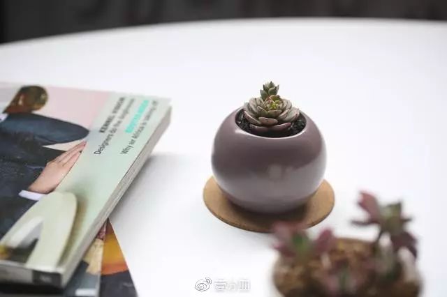 多肉每天光照好看吗,光照过强多肉反而颜色不好看