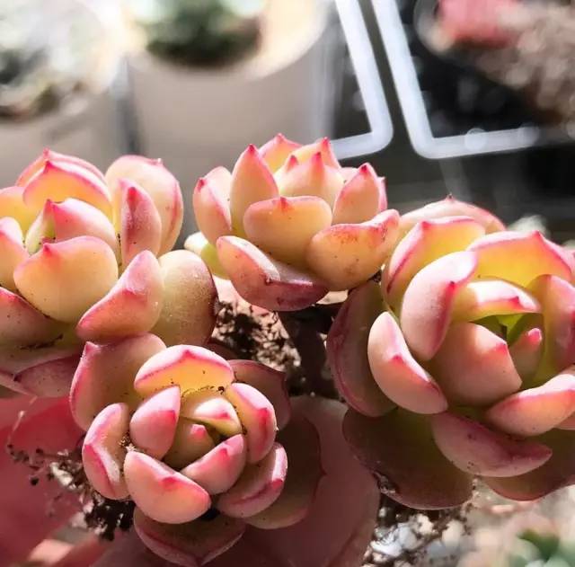 多肉每天光照好看吗,光照过强多肉反而颜色不好看