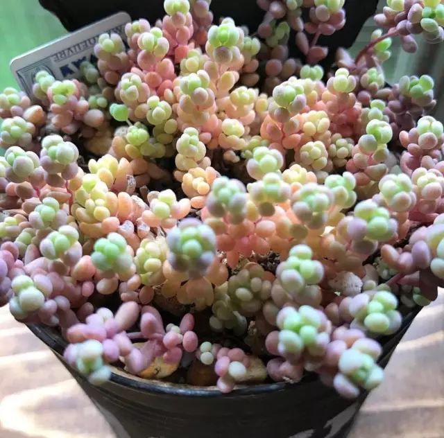 多肉每天光照好看吗,光照过强多肉反而颜色不好看