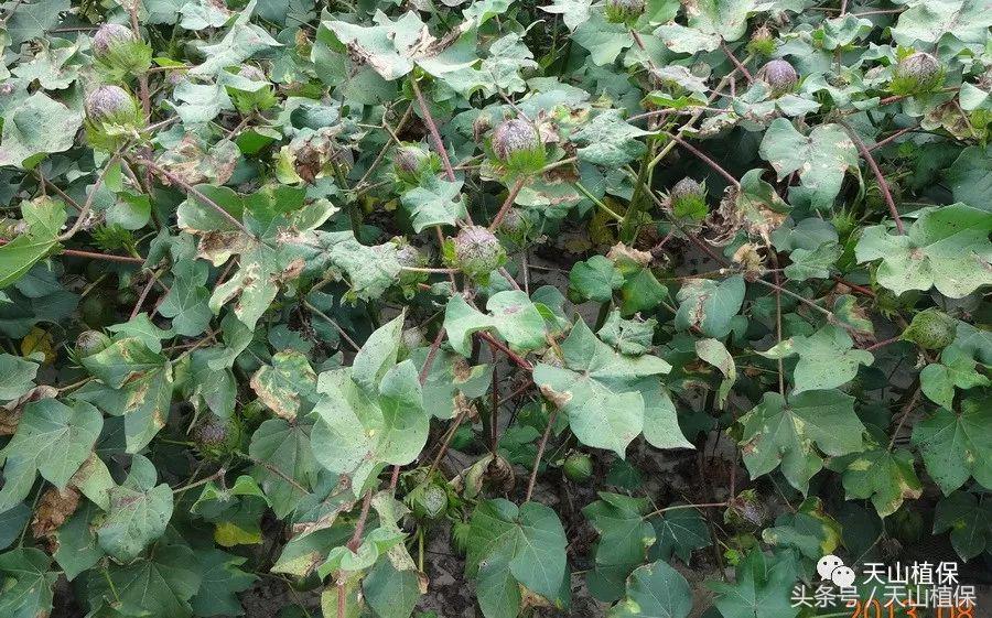 棉花枯黄萎病最新最详细防治方法,棉花黄萎病防治方案