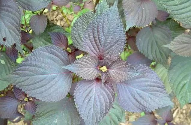 今日二伏！“一味、二茶”还有这4种“二伏面”