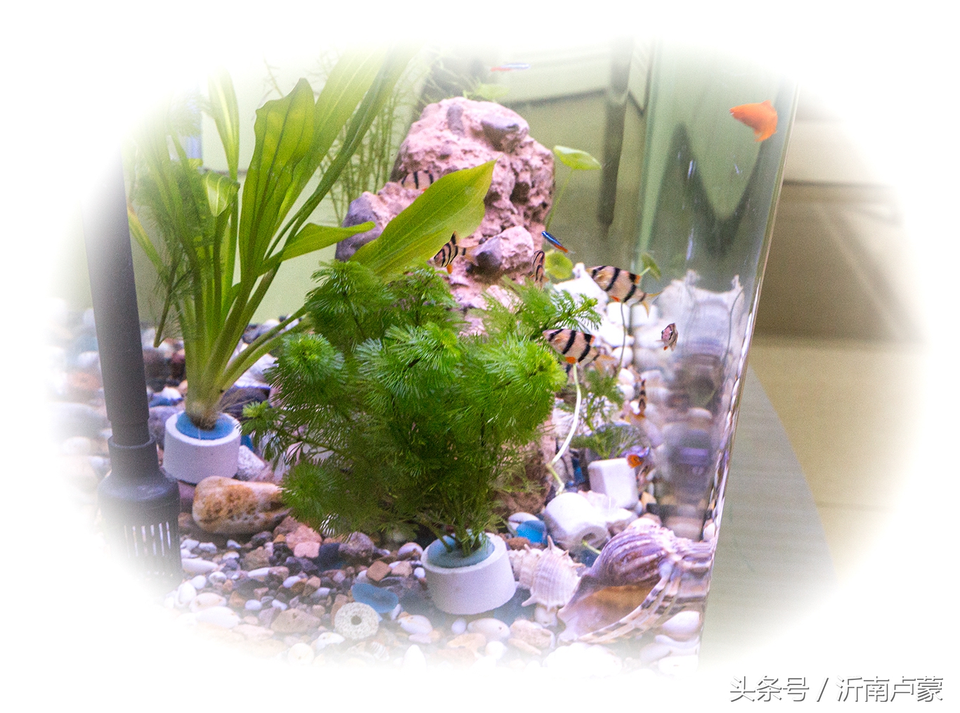 沂南炒鸡,沂南县美味故事餐饮店