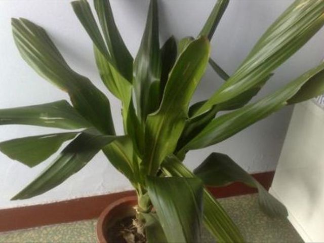 青叶也门铁叶子尖发黄是怎么回事,也门铁冻了叶子发黄怎么解决