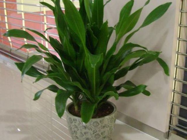 青叶也门铁叶子尖发黄是怎么回事,也门铁冻了叶子发黄怎么解决