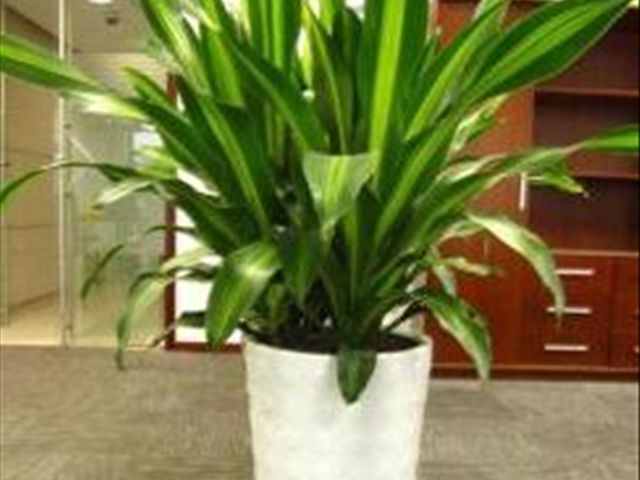 青叶也门铁叶子尖发黄是怎么回事,也门铁冻了叶子发黄怎么解决