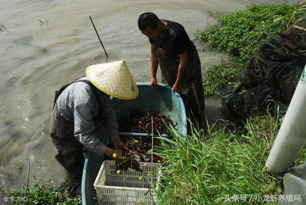 小龙虾养殖技术学习视频,小龙虾的养殖技术新手入门