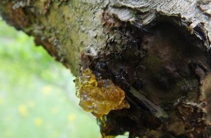 桃胶真的能美容养颜吗,桃胶是桃树的分泌物吗