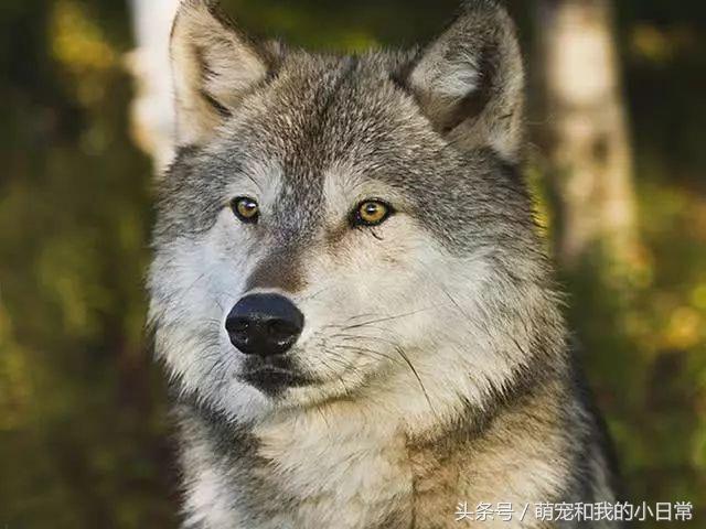 地球曾经存在过最大食肉动物,地球上最强大的单体动物