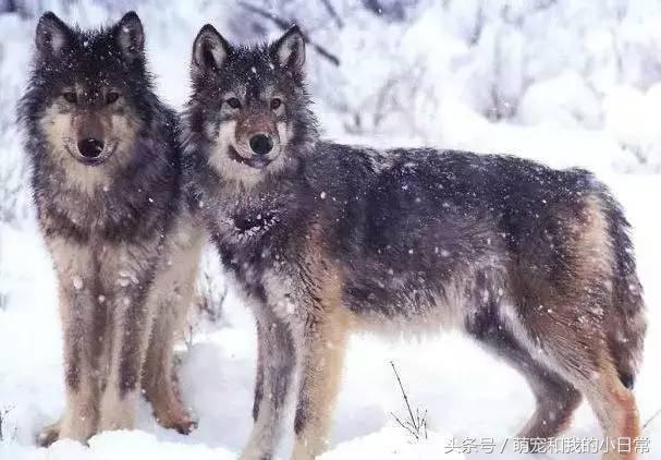 地球曾经存在过最大食肉动物,地球上最强大的单体动物