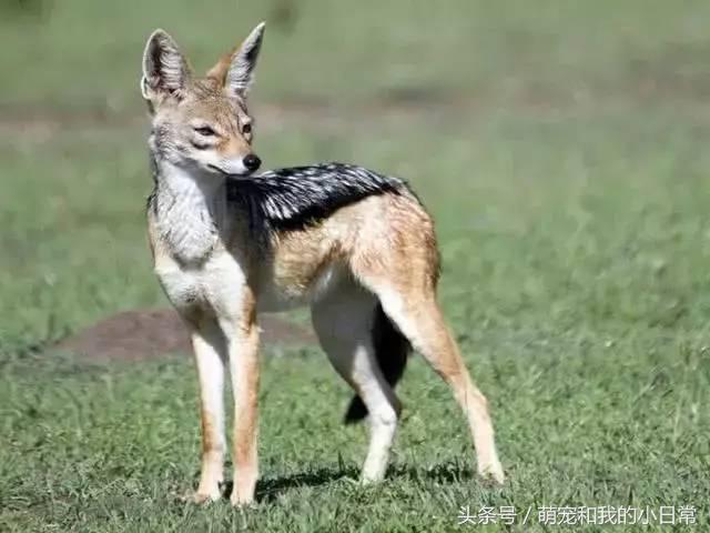 地球曾经存在过最大食肉动物,地球上最强大的单体动物