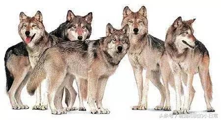 地球曾经存在过最大食肉动物,地球上最强大的单体动物