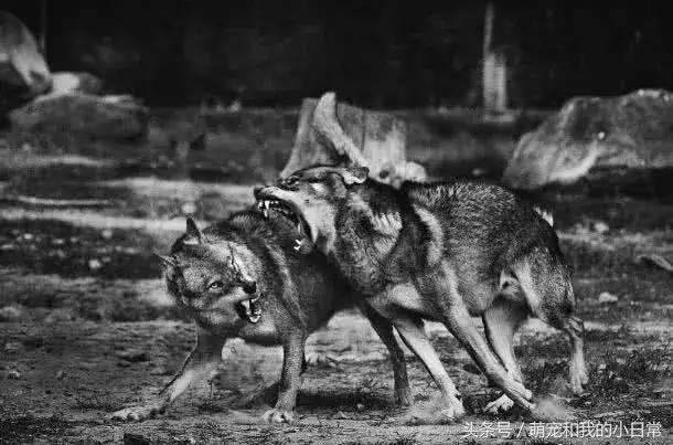 地球曾经存在过最大食肉动物,地球上最强大的单体动物