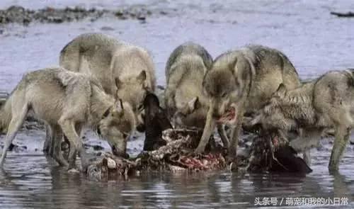 地球曾经存在过最大食肉动物,地球上最强大的单体动物