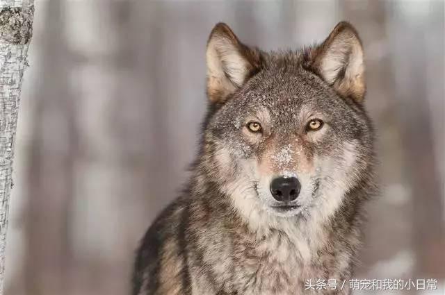 地球曾经存在过最大食肉动物,地球上最强大的单体动物