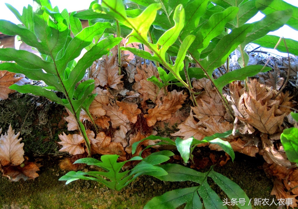 山崖长的一种能泡水的野草,乡间路边常见的野草竟有如此功效