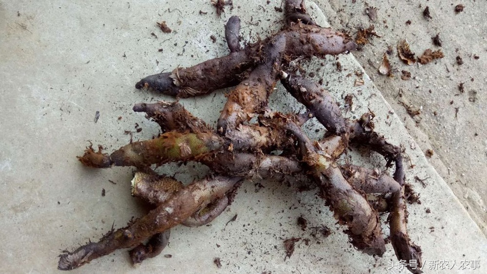 山崖长的一种能泡水的野草,乡间路边常见的野草竟有如此功效