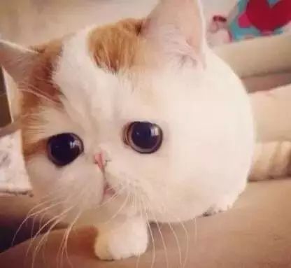 真正光辉的职业,听起来很奇怪的职业