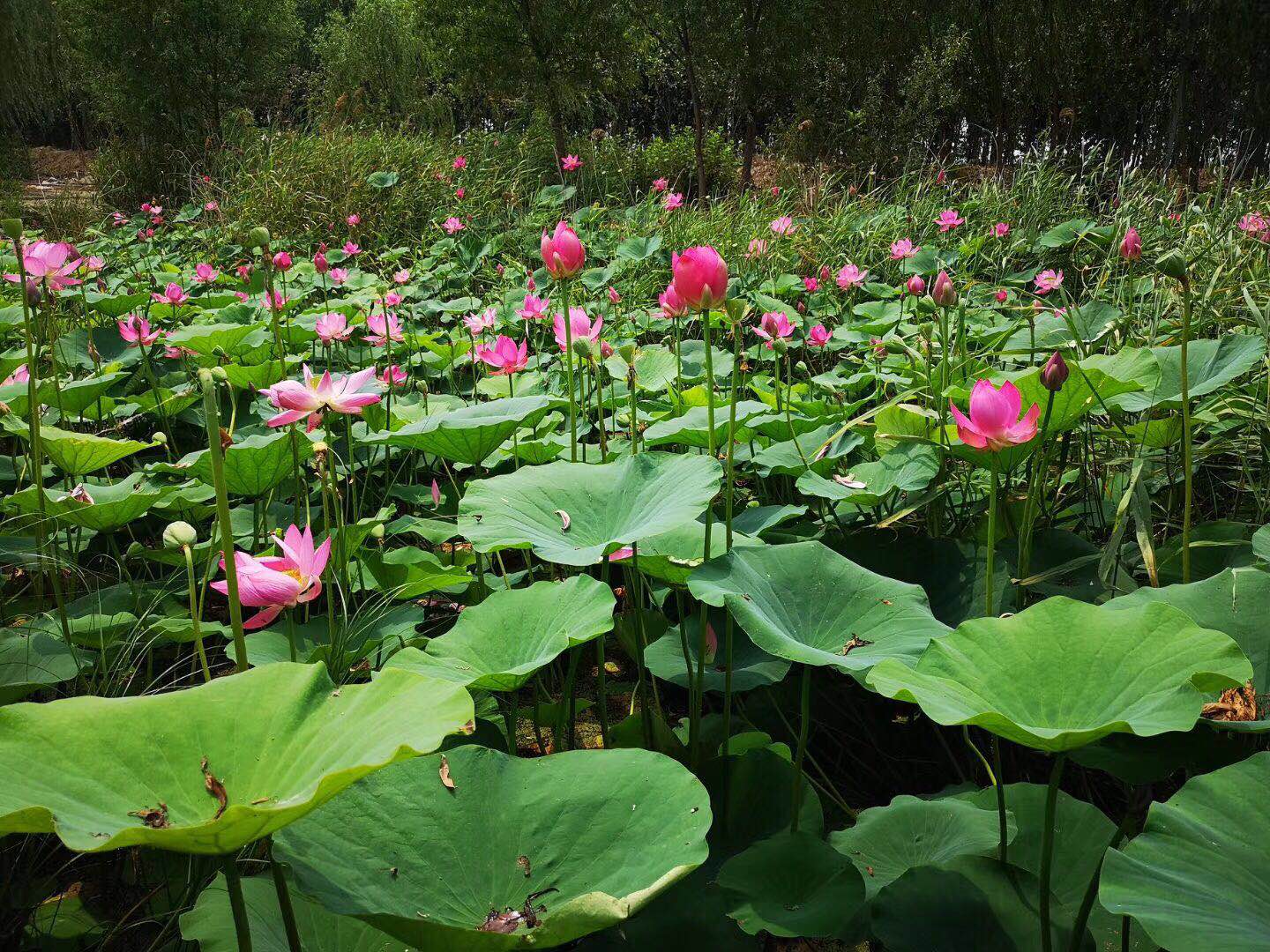唐山文旅曹妃甸,曹妃甸元旦去哪里玩