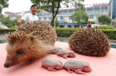 刺猬是国家几级保护动物吗,刺猬究竟是不是国家保护动物