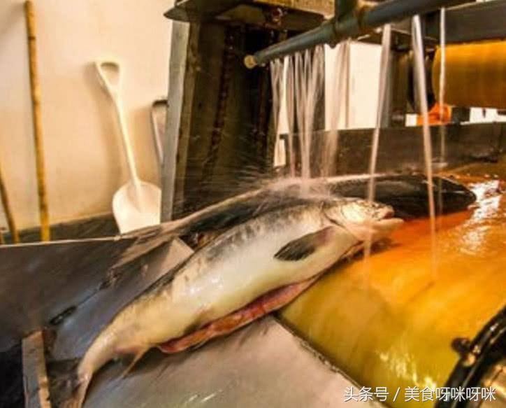 看看顶级鱼子酱是怎么生产出来的,鱼子酱的生产过程到底有多残忍