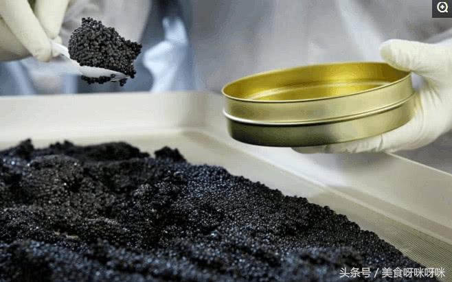 看看顶级鱼子酱是怎么生产出来的,鱼子酱的生产过程到底有多残忍