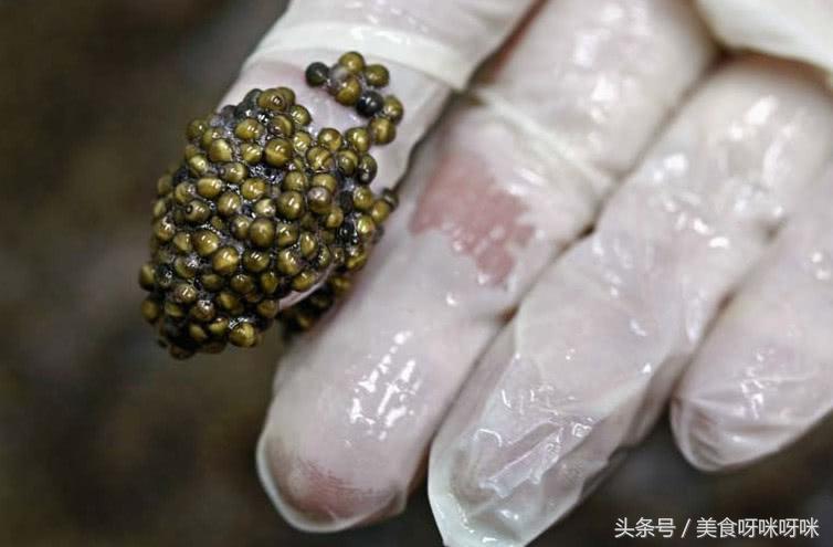 看看顶级鱼子酱是怎么生产出来的,鱼子酱的生产过程到底有多残忍