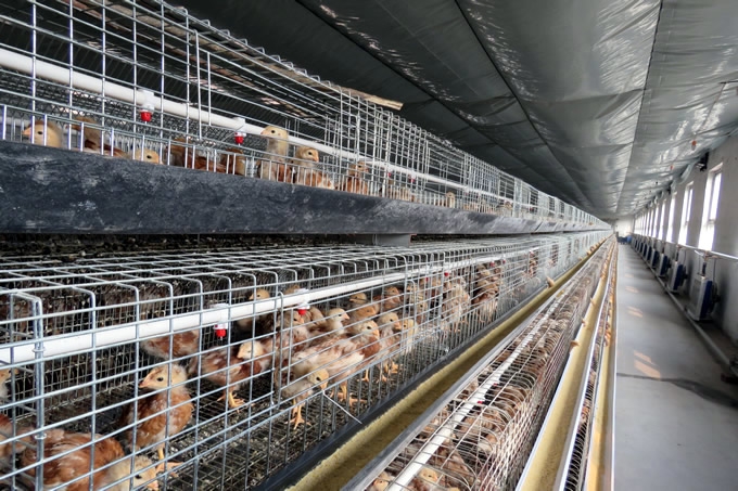 养鸡如何才能赚到钱？鸡舍建设与盈利