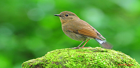 跟as……as相关的习语：asbusyasabee；ashappyasalark等