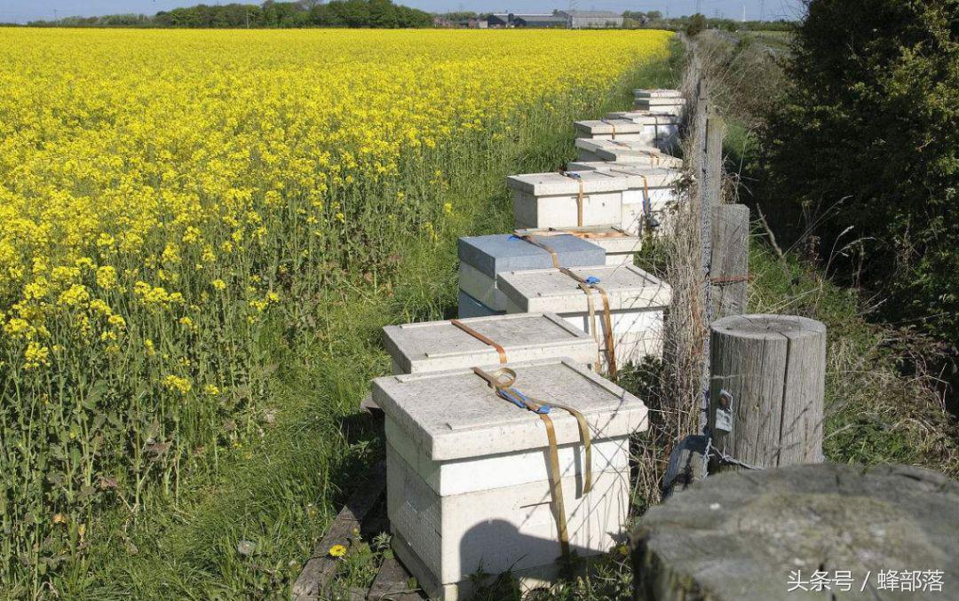 新手养蜂需要掌握哪些养蜜蜂技术,新蜂箱养蜜蜂的正确方法