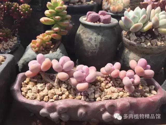 养肉八年的韩国大叔,给肉友们的小建议多肉植物精品馆昨天