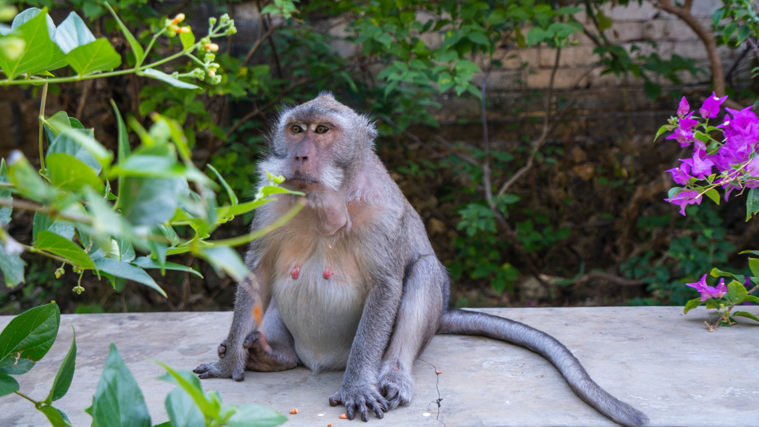 去巴厘岛跟团好不好,巴厘岛跟团游最佳攻略