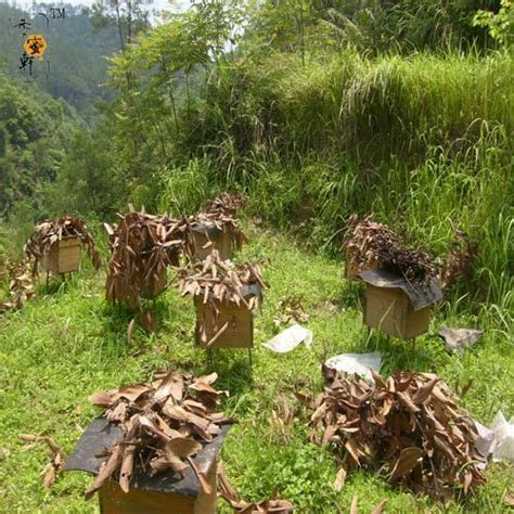野生蜂什么季节取蜂蜜最佳,如果蜜蜂捉到了该怎么处理
