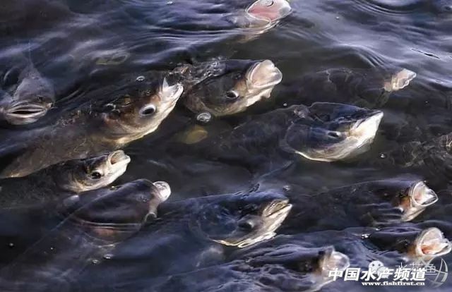 鱼塘鱼缺氧浮头的急救方法,鱼塘缺氧哪类鱼最容易浮头