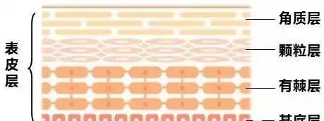 任何护肤品7天适应14天吸收,护肤品用那么多步骤真的会吸收吗