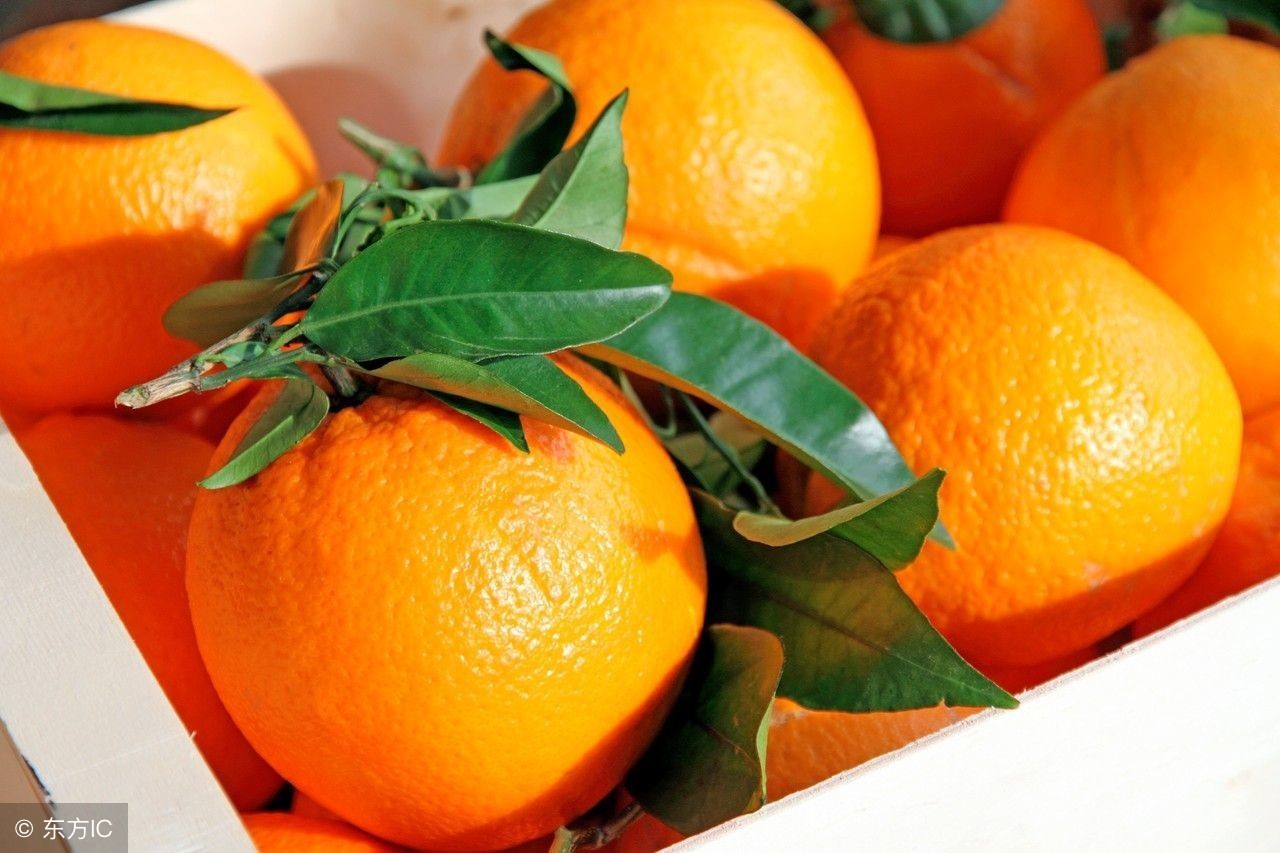 2016年柑橘水果行情分析,广西今日柑橘市场行情