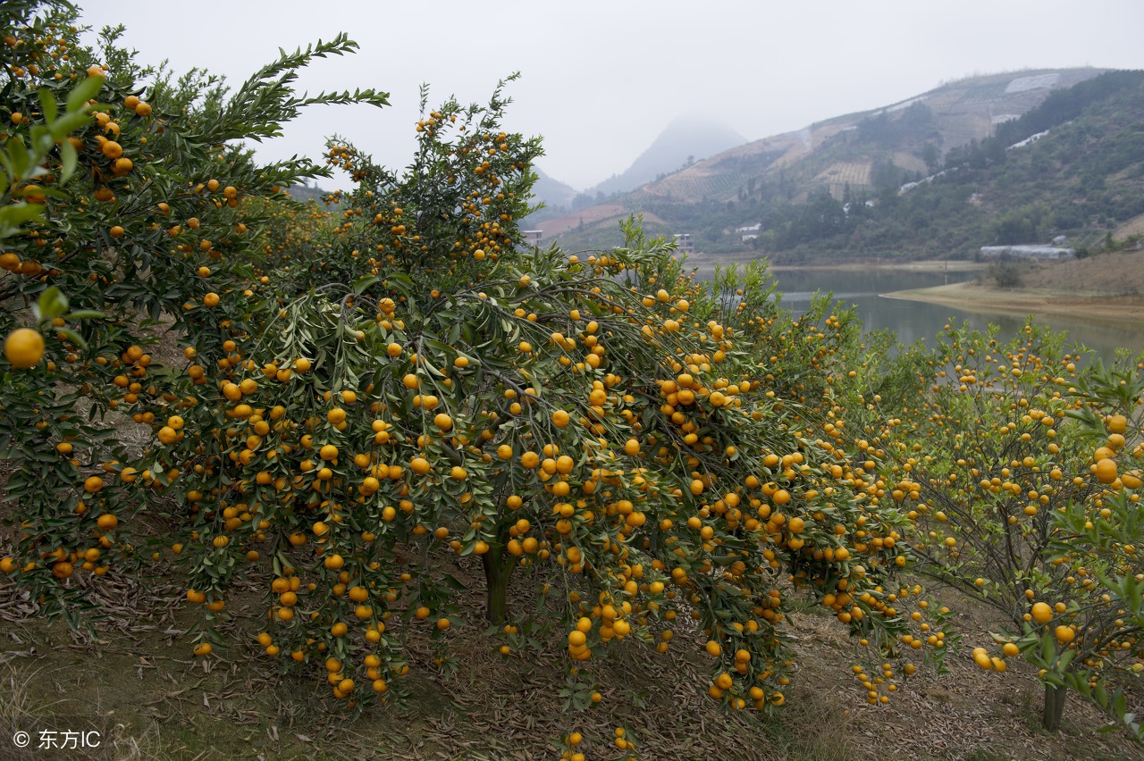 2016年柑橘水果行情分析,广西今日柑橘市场行情
