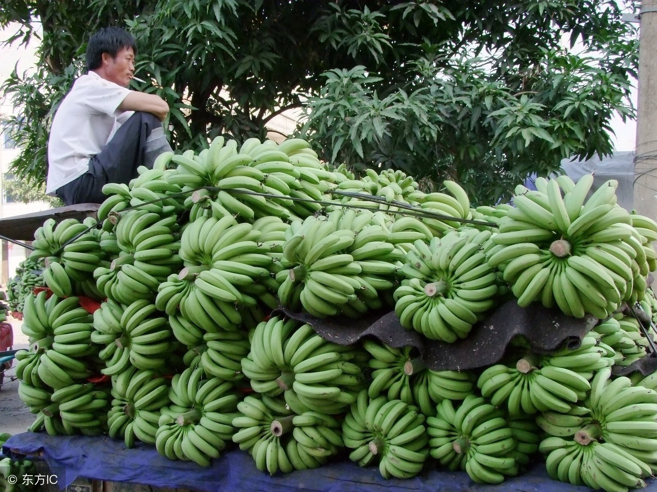 2016年柑橘水果行情分析,广西今日柑橘市场行情