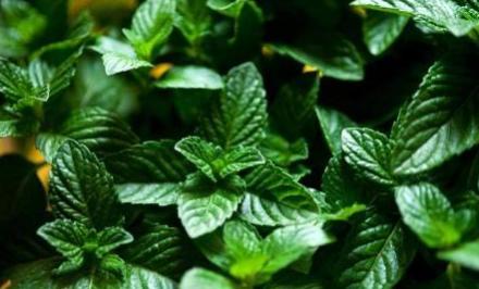 薄荷种植很容易,扦插就能活,摘得越多它长的越旺