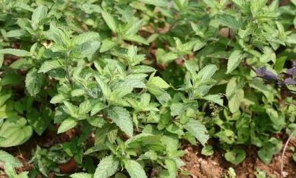 薄荷种植很容易,扦插就能活,摘得越多它长的越旺