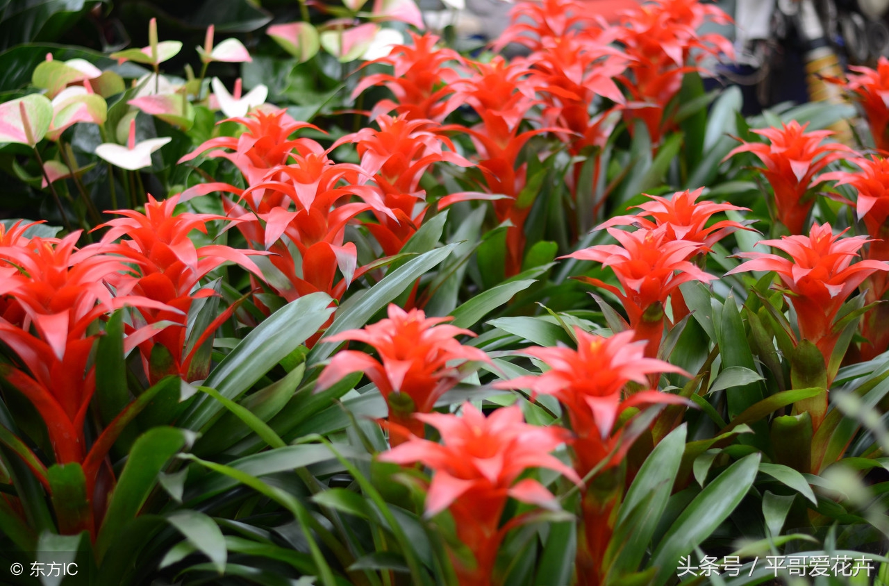 鸿运当头的植物怎么养,鸿运当头植物怎么养活