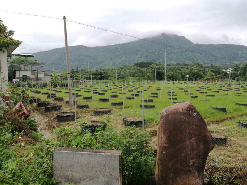 解决种植难题,种出大家都吃得上的黄金百香果,果美味甜产量高