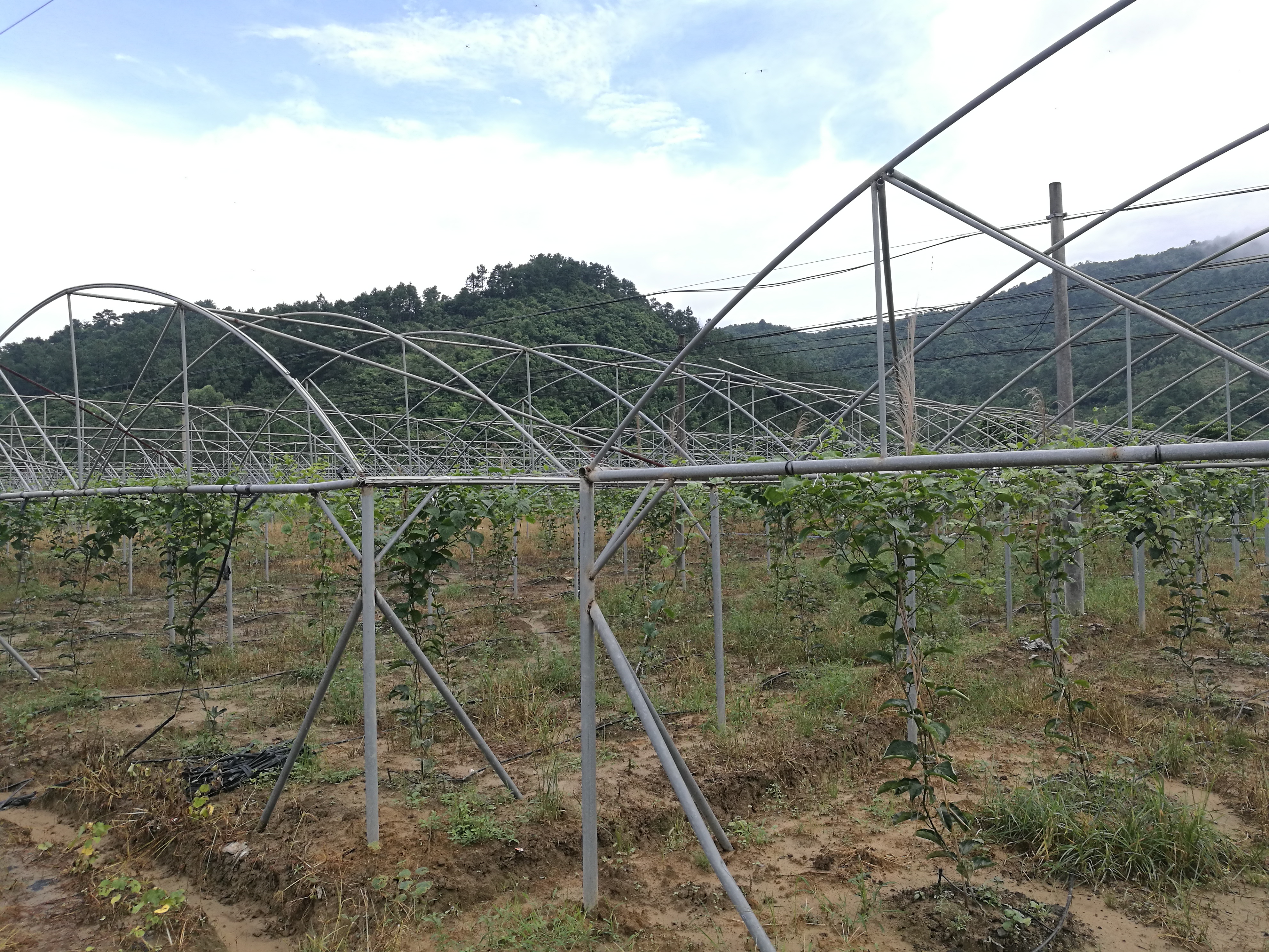 解决种植难题,种出大家都吃得上的黄金百香果,果美味甜产量高