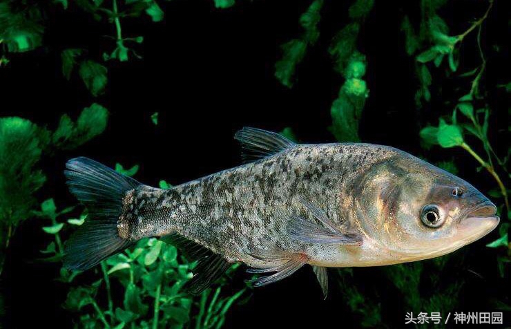鲢鱼头与鳙鱼头的区别,鳙鱼头鲢鱼尾