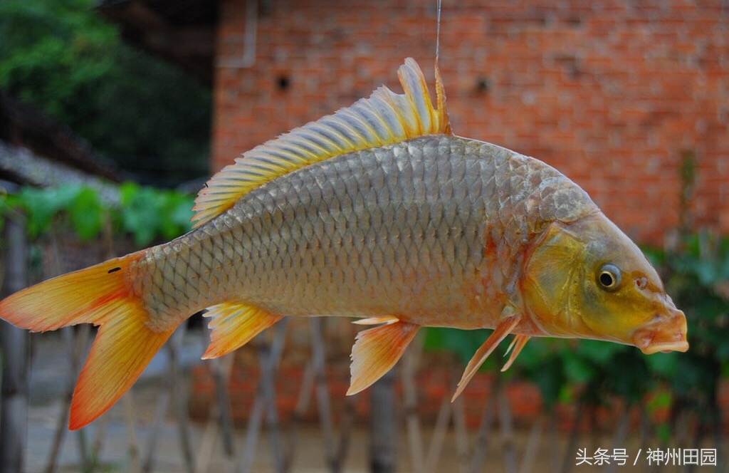 鲢鱼头与鳙鱼头的区别,鳙鱼头鲢鱼尾