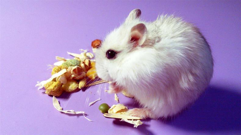 仓鼠磨牙用什么最好,仓鼠怎么磨牙才正确