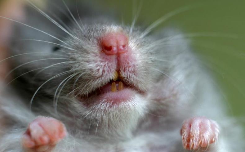 仓鼠磨牙用什么最好,仓鼠怎么磨牙才正确