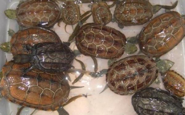 宠物龟草龟喂养心得,宠物龟饲养技巧