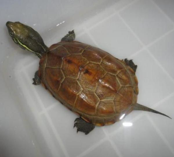 宠物龟草龟喂养心得,宠物龟饲养技巧