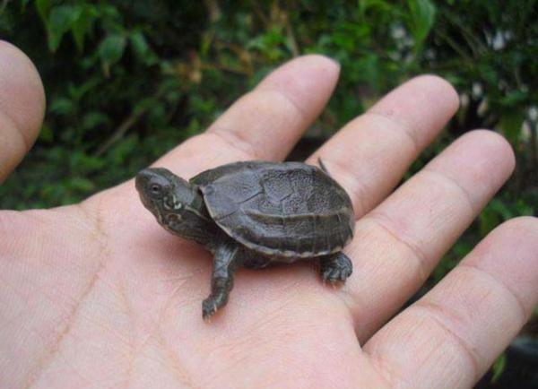宠物龟草龟喂养心得,宠物龟饲养技巧