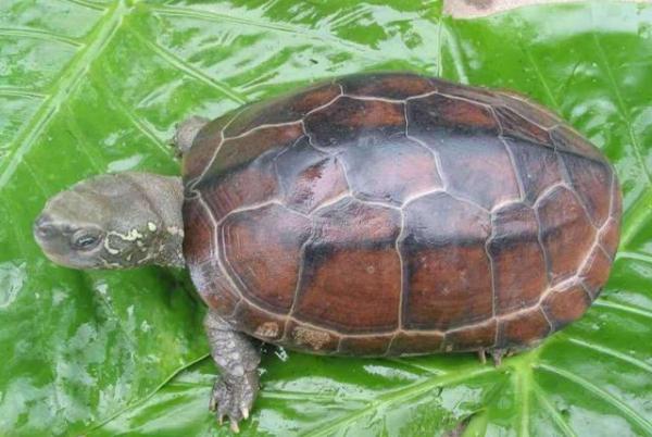 宠物龟草龟喂养心得,宠物龟饲养技巧